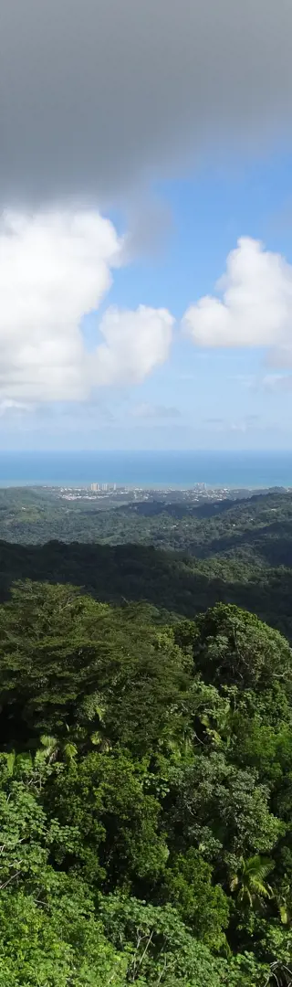 Der tropische Regenwald - El Yunque Nationalpark